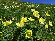 01 Estese fioriture di gialla Pulsatilla alpina sulphurea (Anemone sulfureo) e bianco Anemonastrum narcissiflorum (Anemone narcissino)